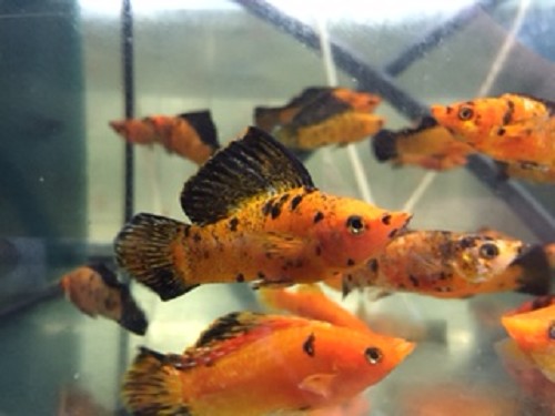 Poecilia velifera red leopard - Segelkärpfling leopard rot L